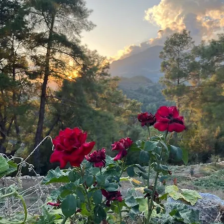 Olympos Ceratonia Dag Evi