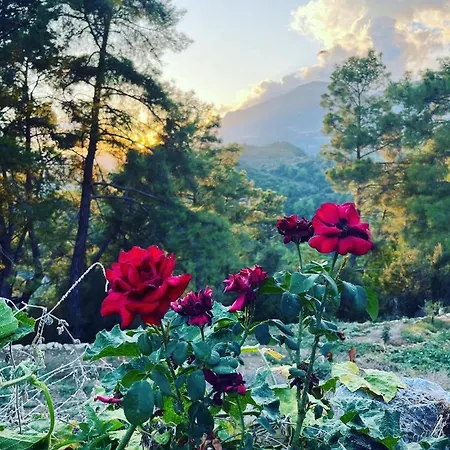 Olympos Ceratonia Dag Evi Chalet